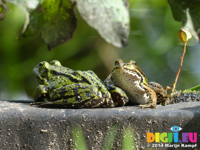 FZ008021 Marsh frogs (Pelophylax ridibundus) on ledge